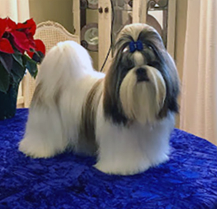 jazzie shih tzu