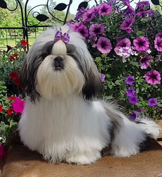 jazzie shih tzu