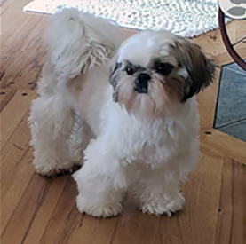 jazzie shih tzu