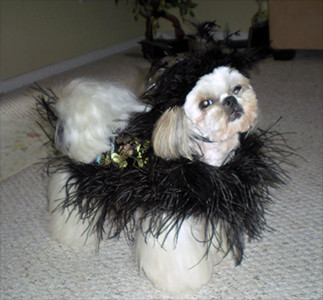 jazzie shih tzu