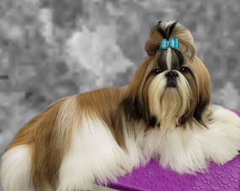 jazzie shih tzu